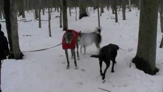 Comportementaliste canin Signaux dapaisement chez le chien [upl. by Darcia969]