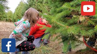 McCurdys Tree Farm Dillsburg PA  quotGFAquot Christmas Tree 2020 [upl. by Aneetsirk]