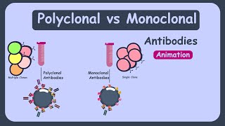 Monoclonal and polyclonal antibodies  polyclonal vs monoclonal antibodies [upl. by Ailehc]