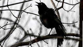 What does a Grackle Call Sound Like [upl. by Errehs]