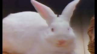 Cadbury Creme Egg Commercial 1987 FHD 60FPS [upl. by Hoyt649]