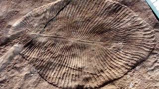 Ediacaran biota  Wikipedia audio article [upl. by Elvah]