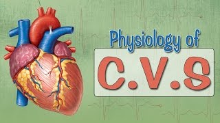 Easy Physiology  CVS  Introduction [upl. by Rutra911]