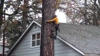 Pine Tree Removal Part 2 [upl. by Toland]