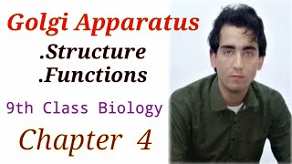 Golgi Apparatus Structure And Function  Chapter 4  Biology Class 9th  Lec 15 [upl. by Atiuqehs]