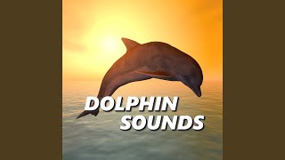 Sounds of Dolphins [upl. by Perrine]