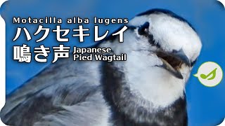 ハクセキレイの鳴き声【鳥の鳴き声図鑑】さえずり？地鳴き？White Wagtail  Motacilla alba【birdsong】 [upl. by Eilrac]