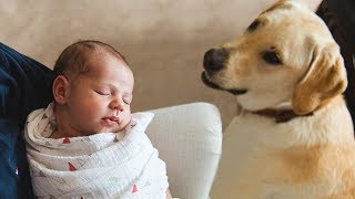 Dog Meeting Baby for the First Time Compilation [upl. by Malia571]