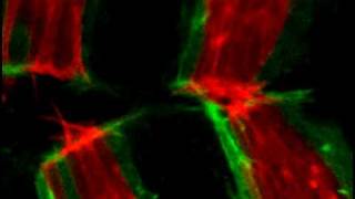 Dynamic cell matching during dorsal closure in live Drosophila embryos [upl. by Maloney171]