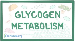 Glycogen metabolism [upl. by Auhoj274]