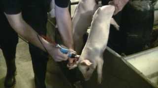 Pulse NeedleFree Systems Swine Vaccination Video 345 seconds HD [upl. by Farwell]