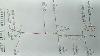 Lower Limb Arteries  Part 1  Femoral Popliteal Tibial Artery  TCML [upl. by Nedyah142]