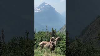 Bighorn Sheep Enjoying Its Lunch [upl. by Jules]