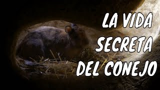 ¿Has visto una MADRIGUERA de CONEJO 🐰 SELECCIÓN Conociendo su entorno [upl. by Ahsenwahs933]