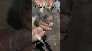 Mouth Ulcers in Goat  PPR  Contagious Ecthyma goat veterinarian shorts animals pets cat dog [upl. by Laspisa]