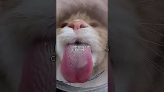 This is a Scary Tongue The Secret of a Cat’s Tongue [upl. by Ahseen690]