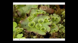 The Other Bryophytes Hornworts and Liverworts [upl. by Lirpa]