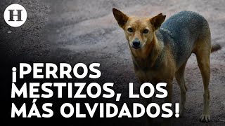 ¿Por qué es más difícil que un perro mestizo sea adoptado en México [upl. by Delila]