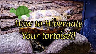 HOW TO  HIBERNATE a TORTOISE [upl. by Annenn]