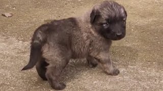 Meet the Adorable Sarplaninac Puppy who will Steal Your Heart [upl. by Latsirhc]