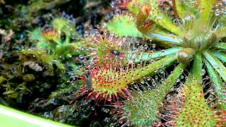 Drosera Spatulata catching gnat [upl. by Nolrah]