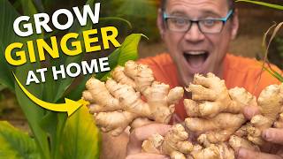 Ginger Masterclass Plant Once Harvest Forever [upl. by Eimaraj]