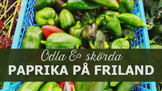 Odla och skörda paprika på friland [upl. by Vaish]