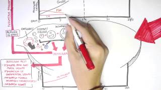 Female Reproductive System  Menstrual Cycle Hormones and Regulation [upl. by Llenwad367]