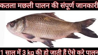 कतला मछली की संपूर्ण जानकारी  All About Katla Fish Farming ।। Katla Fish Farming ।। catla Fish Farm [upl. by Notsgnal776]