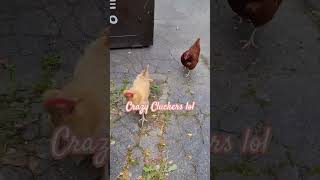 Chased by Chickens [upl. by Penoyer]