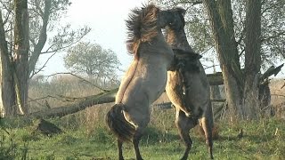 Impressive and Powerful Wild Fighting Horses [upl. by Ahtamat]