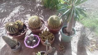 Comment rempoter un cactus Mammillaria [upl. by Grace921]