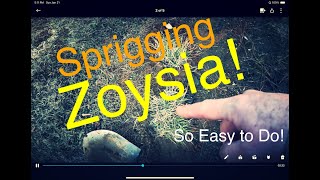 Zoysia  Sprigging Zoysia for Great Results [upl. by Annalise537]