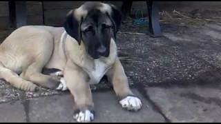 Kurdischer Hirtenhund Kangal [upl. by Delastre]