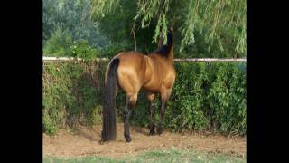 AQHA Buckskin Western Pleasure Stallion [upl. by Ekralc]