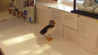 meeting Willy the puffin [upl. by Assirrem]