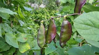 Lablab shimuri hyacinth beans growing at Spitalfields City Farm London shokher bagan allotment [upl. by Eidua]