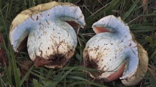 Conoscere i funghi Boletus satanas  VELENOSO [upl. by Aisetal]