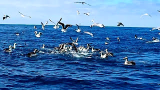 Tasmania  Wild Ocean Tasmania adventures Seal and Albatross feeding frenzy on a bait ball [upl. by Nasah]