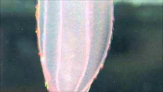 Fascinating ctenophores [upl. by Niamart]