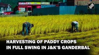 JampK Harvesting of paddy crops in full swing in Ganderbal [upl. by Enelime]