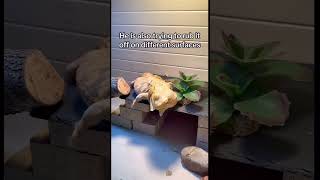 Bearded dragon shedding shedding [upl. by Eelyek]