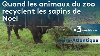 Quand les sapins de Noël sont recyclés dans lestomac des animaux des parcs [upl. by Inotna379]