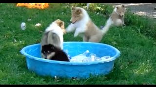 puppies playing at 7 weeks Wilde Manor Collies Rough Collie Puppies [upl. by Eniaral]