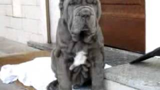 Giasone Mastino Napoletano [upl. by Rocky]