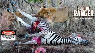 LIONS Following the Pride 29 Zebra Meal amp Buffalo Chase [upl. by Neelcaj663]