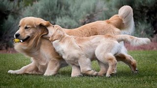 This is why Golden Retrievers are the FUNNIEST DOGS 🐶 [upl. by Gibbie]