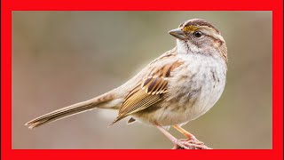 White Throated Sparrow Song  White Throated Sparrow Call  Chirp Sound  Zonotrichia Albicollis [upl. by Massarelli587]