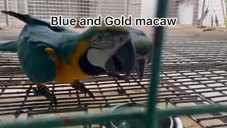 Macaw breeding species at Asuero Aviary Channel [upl. by Harri]