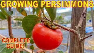 The BEST GUIDE To GROWING PERSIMMON TREES On The Internet [upl. by Marvel88]